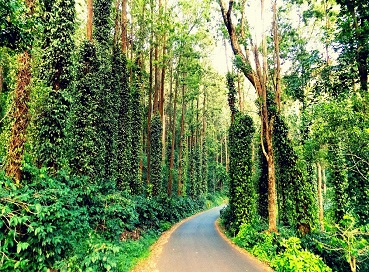 yercaud